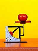 Tomato on a set of weighing scales