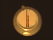 Melting point apparatus