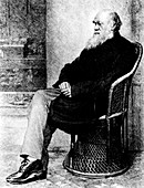 Engraving of Charles Darwin in 1874,aged 65