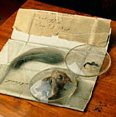 John Dalton's preserved eyeballs and hair