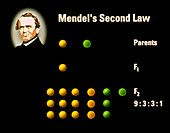 Computer artwork of Mendel's Second Law