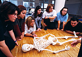 Anatomy education