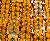 Museum exhibit of Pieridae family butterflies