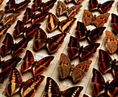 Museum exhibit of Charaxes sp. butterflies