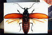 Mounted longhorn beetle (Titanus giganteus)