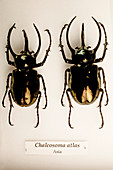 Mounted scarab beetles