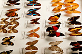 Exotic butterfly collection