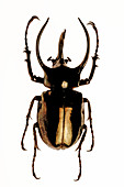 Mounted scarab beetle