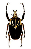 Mounted goliath beetle