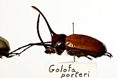 Mounted beetle