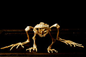 European edible frog skeleton