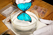 Blue morpho butterfly iridescence