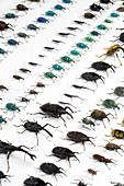 Beetle collection