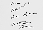 Drawings of animalcules form Leeuwenhoek's letter