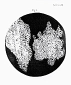 Drawing of cork under microscope by Robert Hooke