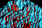 STM image of barium titanate crystals