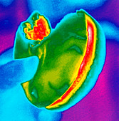 Thermogram of a hand holding a hamburger