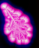 Kirlian image of oak leaf