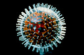 Model of herpesvirus particle