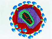 Artwork of the structure of the HIV virus
