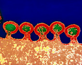 Coloured TEM of HIV viruses budding from host cell