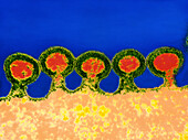 Coloured TEM of HIV viruses budding from host cell