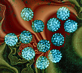 Human papilloma viruses,TEM