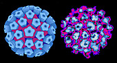 Human papilloma viruses