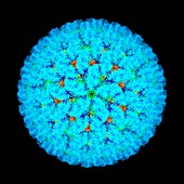 Bluetongue virus particle
