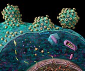 AIDS virus life cycle