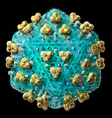 AIDS virus particle external structure