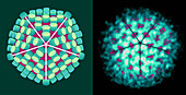 Rotavirus particle,artwork and TEM