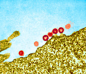 AIDS viruses budding from a cell,TEM