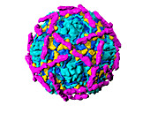 Echovirus type 12 particle