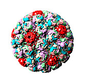 Simian virus 40 particle