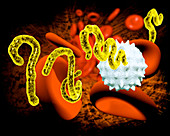 Ebola virus and blood cells