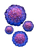 Human papilloma viruses,artwork