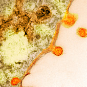 Budding human metapneumovirus particles