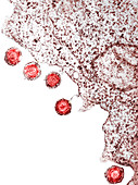 Herpes virus particles,TEM