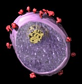 Simian immunodeficiency virus (SIV)