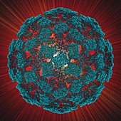Norwalk virus particle