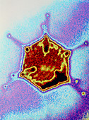 Computer graphic image of an adenovirus particle