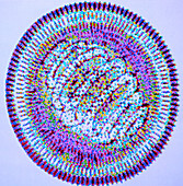 Computer artwork of the influenza virus