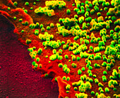 Coloured SEM of influenza virus on cell surface