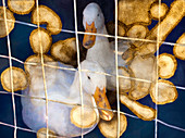 Ducks and bird flu virus particles