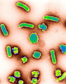Colocasia bobone disease virus,TEM