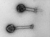 TEM of SP 105 bacteriophages