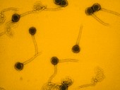 False-col TEM of Lambda bacteriophages