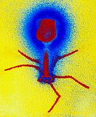 False-colour TEM of a T4 bacteriophage