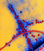 Coloured TEM of bacteriophages on pilus of E. coli